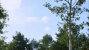 【UE5】一键生成的树林-试试5.7的植被PVE效果