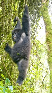 Meet Nshunguye! 🤗 🔸 She is a 2-year-old gorilla in Titus' group. 🔸 Her name means "rescuer." 🔸 She is the daughter of Kurudi, the granddaughter of Titus the “Gorilla King” and the great niece of Dian Fossey's favorite gorilla, Digit! And guess what? YOU can adopt Nshunguye! 🦍 Symbolic adoptions at the Fossey Fund help to support our mountain gorillas in Rwanda. ➡️ Learn more: https://gorillafund.org/adopt/ 📹 Nshunguye Videos: Olivier Dusenge & Annick Mushonganono | Dian Fossey Gorilla Fund