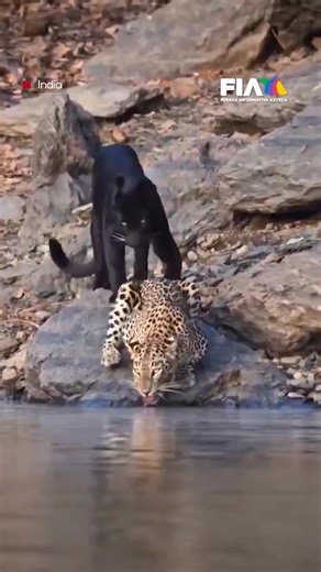 ¡Impactante! Pantera y leopardo son captados juntos en la India 🐆🌑 El Parque Natural de Bhada fue testigo de algo casi imposible: una pantera negra y un leopardo compartiendo el mismo bebedero en total calma. Ambas especies son extremadamente territoriales. Verlos a pocos centímetros sin señales de agresión es un evento único en la vida salvaje. Ocurrió en la India, donde estos felinos han aprendido a convivir en espacios cada vez más reducidos, asombrando a expertos y turistas. Todos los deta
