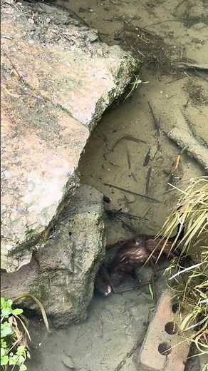 Bottom edge mink trapping #minktrapping #trappermatt #watertrapping #canadianlongliner