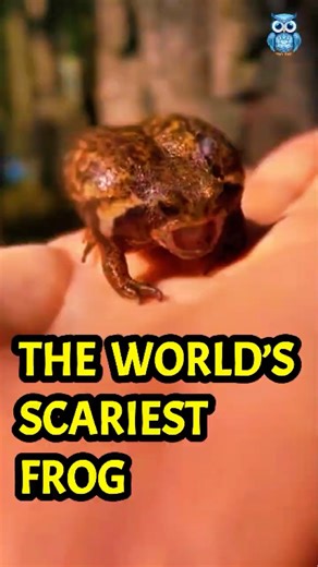 Why Are People so Afraid of This Frog? 🐸