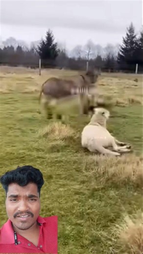 Grumpy donkey saves the sheep! They chase away the wolf together!