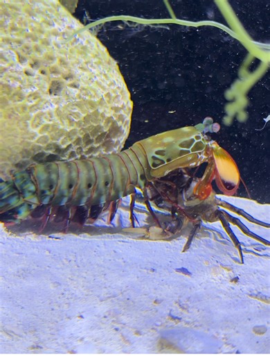 The Underwater Boxer | Mantis Shrimp 🥊 Meet the ocean’s true knockout artist. #underwaterboxing #mantisshrimp #ocean #viralvideo #video #viral #shorts #aquarium