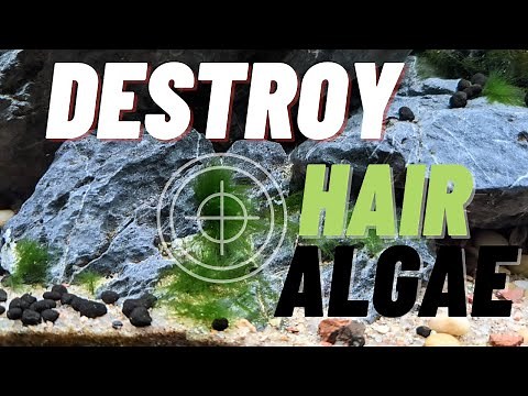 Get rid of hair algae in the planted aquarium
