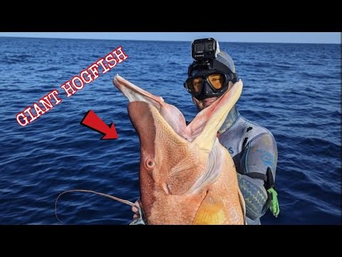 GIANT HOGFISH DIVE @ 250ft (Florida Keys)