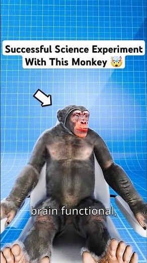 Monkey Head Transplant! 🧠🐵