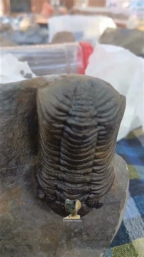 Rare Trilobites Fossils 🦈 | Ancient Heritage