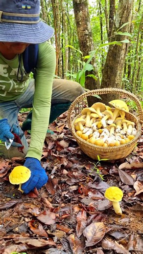 Foraging for Honey Mushrooms