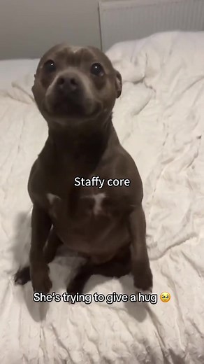 Funny Staffy Dog Moments That Will Make You Smile