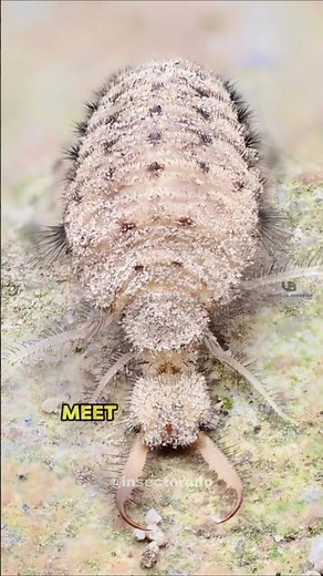 HOW Antlion Larvae TURN SAND into a Death Trap! 🪳 #animalshorts