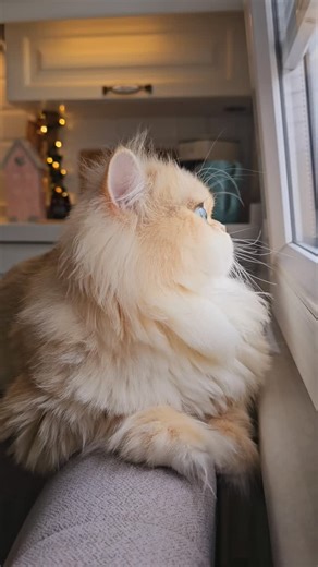 💛🐾 My dear son Boris, finding magic in every moment he watches.❤️ #catlove #catlife #britishshorthair #cutecat #explorepage #fyp #reelscats #kittymoments #windowcat #viralreels | Oscarella Cattery