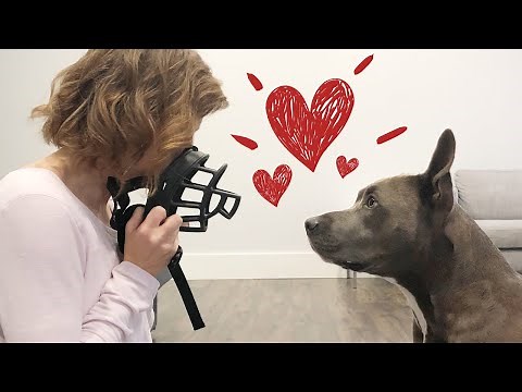 Muzzle Training: How To Get Your Dog To Love The Muzzle