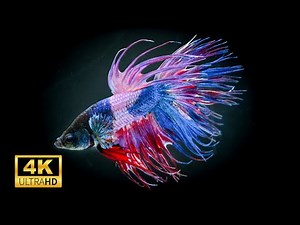 Betta fish Siamese Fighting Fish in Underwater 4k
