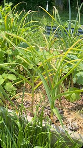 Got yellowing garlic leaves? Don’t panic! It is not something you are doing. Here’s what it means… The plants are pulling the last energy into the bulbs and this is one of the ways to know your garlic is reaching maturity! We’re going to wait until we have a few dead leaves on the plants before we harvest, but it won’t be long now… I’m guessing maybe 2 weeks. #garden #gardening #garlic #yellowleaves #plants #growfood #organic #gardentips #gardeningtips | Lil Urban Farm