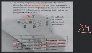 The following pedigree shows the inheritance of Tay-Sachs in a ... | Filo