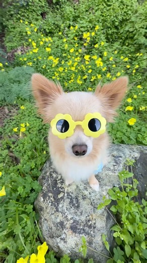 Dog is a pocket full of sunshine! #dog #dogsofyoutube #funnydog
