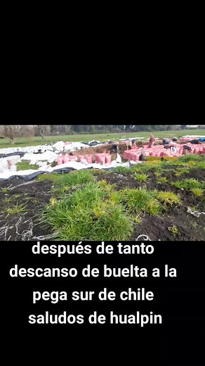 Outdoor Agricultural Work in Southern Chile