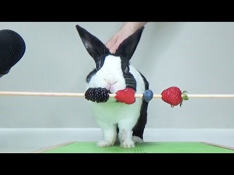 Rabbit eating berries ASMR