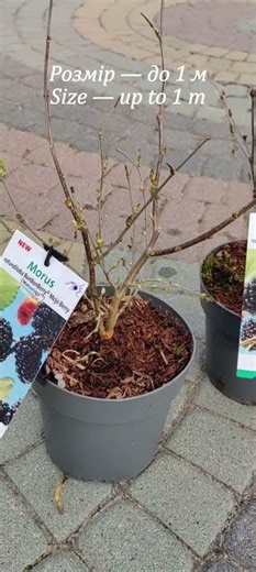 Рідкісна mini-шовковиця Mojo Berry: ягоди все літо. Карликове дерево для горщика. Dwarf Mulberry