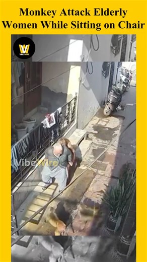 VibeWire on Instagram: "Monkey attacks elderly woman while sitting on chair in the early morning. #monkeyattack #viralvideos"