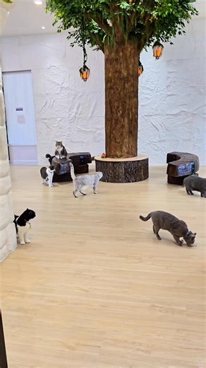 5.3K views · 607 reactions | ห้องขยายเสร็จแล้ว ร้านเปิด พฤหัสบดี...