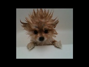 Dogs just don't want to take baths - funny dog bathing compilation