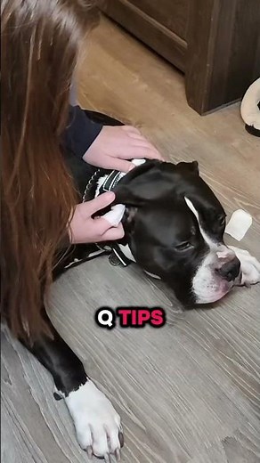 Dog Ear Cleaning Made Easy 🐶✨ (Ammo Approved!)