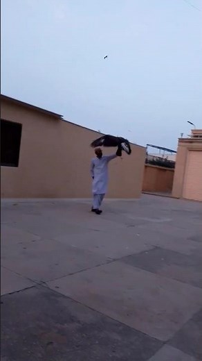 Golden eagle outdoor fist call training