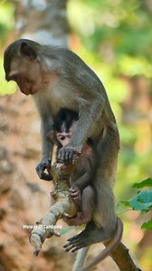 Emotional Wildlife Moment as a Little Monkey Catches a Newborn Baby and Climbs a High Tree While Protecting the Fragile Infant From Danger | Monkey Of Cambodia