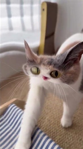 meep #三花貓 #天貓精靈 #小蟬貓 #meepcat