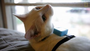 4.2K views · 67 reactions | A study placed GPS tracking devices on house cats — and turned up some interesting findings! While most cats stay in the vicinity of their homes, others travel much farther away, to the surprise of their owners. (via NationalGeographic.com) | PetFinder.my | Facebook