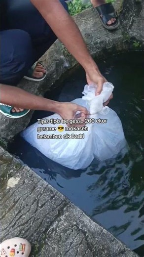 🐟 Antar 200 Ekor Gurame ke Kolam Pelanggan! Langsung Tebar di Tempat