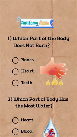 Anatomy Quiz: Test Your Human Body Knowledge