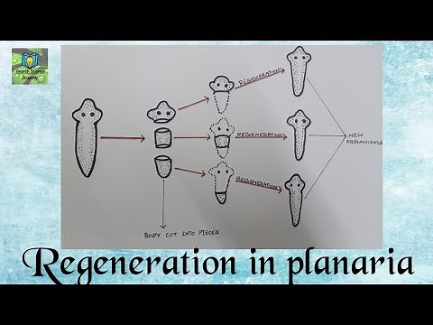 Regeneration in planaria || Class 10 Science.