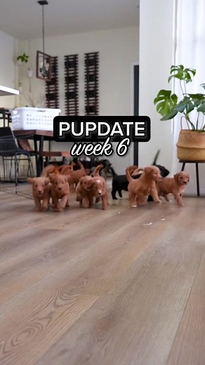 6-Week-Old Puppy Update: Snuggles and Playtime