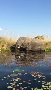 Planeta Animal on Reels