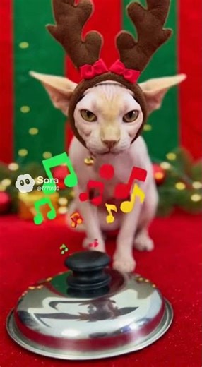 Hairless Cat’s Christmas Drum & Meow Show! 🥁🎶