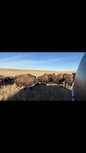 14K views · 299 reactions | Moving the herd on this beautiful morning | Durham Bison Ranch | Facebook