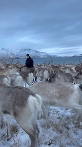 126K views · 3.7K reactions | Herd is home 懶 | Tromsø Arctic Reindeer | Facebook
