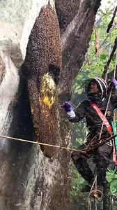 1.5M views · 9.8K reactions | Video on how to remove bees . . . #beekeeping #amazing #life #lifestyle #bees #travel #love #beekeeper #bee #photooftheday #photography #fypシ゚ #instagood #reelsviralシ #honey #beekeepers #reelsfypシ #beautiful #beesofinstagram #picoftheday #nature #fashion #beeswax #happy #style #honeybees #savethebees #instadaily #honeybee #usa | Searching For Honey | Facebook
