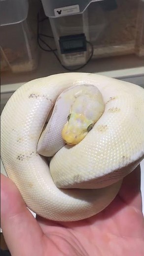 Königspython Killer bee Clown #nature #sound #ballpython #python #photography