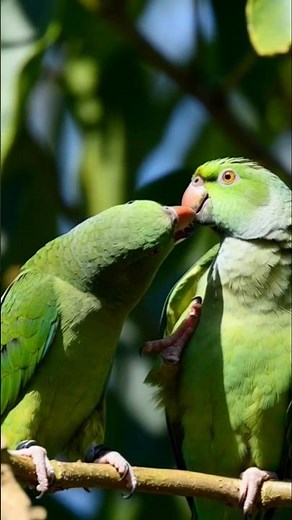 يا رجل، هذه الببغاوات الخضراء وتصرفاتها! 😂💕🦜