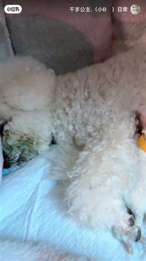 The image shows a mother dog nursing several newborn puppies, which a#puppy #cute #dogs #shortvideo