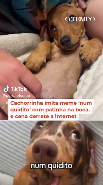 FOFA DEMAIS ❤️ – A cachorrinha Camarela conquistou a internet e virou xodó no TikTok após ser gravada em um momento para lá de fofo. No vídeo, a pet aparece tranquilamente com a própria patinha na boca — uma cena que rapidamente foi associada pelos internautas ao meme 'Numquidito', que mostra um cachorrinho na mesma posição. O jeitinho calmo e encantador de Camarela tornou o registro irresistível e fez o vídeo viralizar na rede social. A publicação já acumula milhares de visualizações e comentár