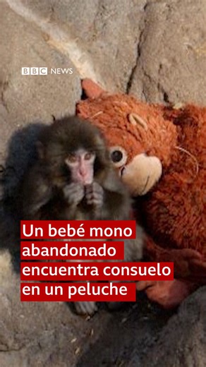 El poder de los abrazos. 🤗🐵 Este es Punch, un adorable bebé mono que fue abandonado por su madre. Los cuidadores del zoológico de la ciudad japonesa de Ichikawa lo acogieron, pero al principio le costó mucho relacionarse con el resto de los monos. Como no querían que quedara sin la sensación de seguridad que dan a los animales el contacto con su madre, probaron a darle un peluche de orangután. El macaquito japonés de siete meses ahora no lo suelta, duerme junto a él y lo arrastra por todo el r
