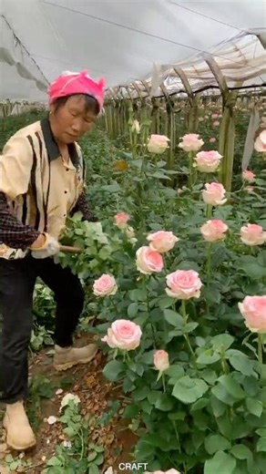 Chinese rose pruning process