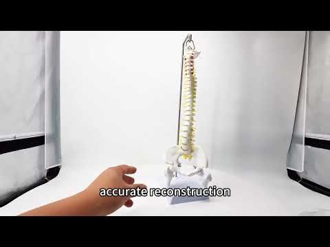 Human Spine Model 17.72" | Flexible Vertebral Column with Stand for Teaching & Learning