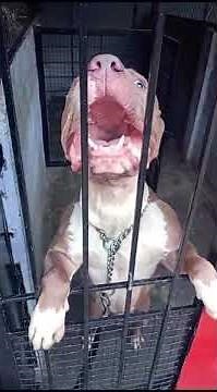 American Bully barking sound #aggressive #americanbully #shorts