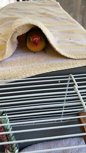 80 reactions · 10 comments | The Lovies ❤️李 | Palm Beach Parrot & Bird Rescue/Sanctuary Of South Florida | Facebook