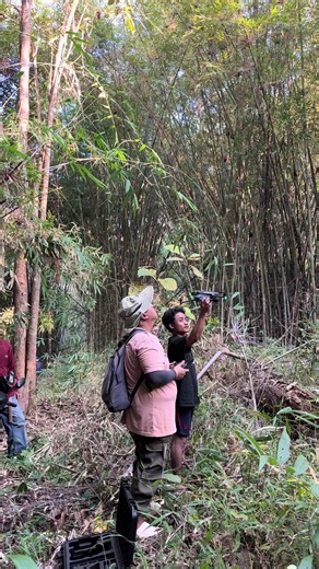 บินโดรนตามหาช้างวิ่งเข้าป่ากันต่อครับ #ช้างหลุด #ช้างวิ่งเข้าป่า #แม่แตงเชียงใหม่